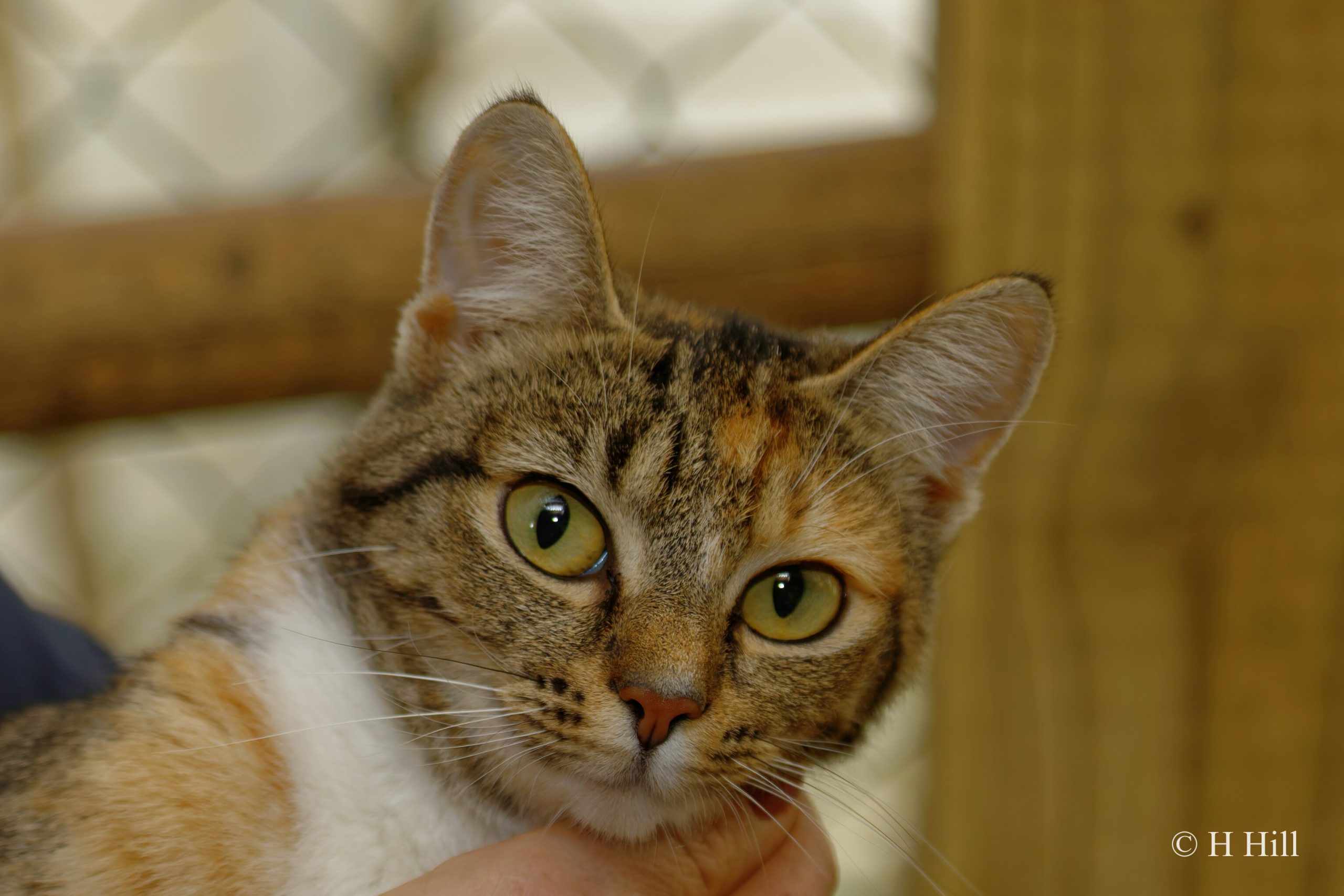 Featured image for “Rosie”