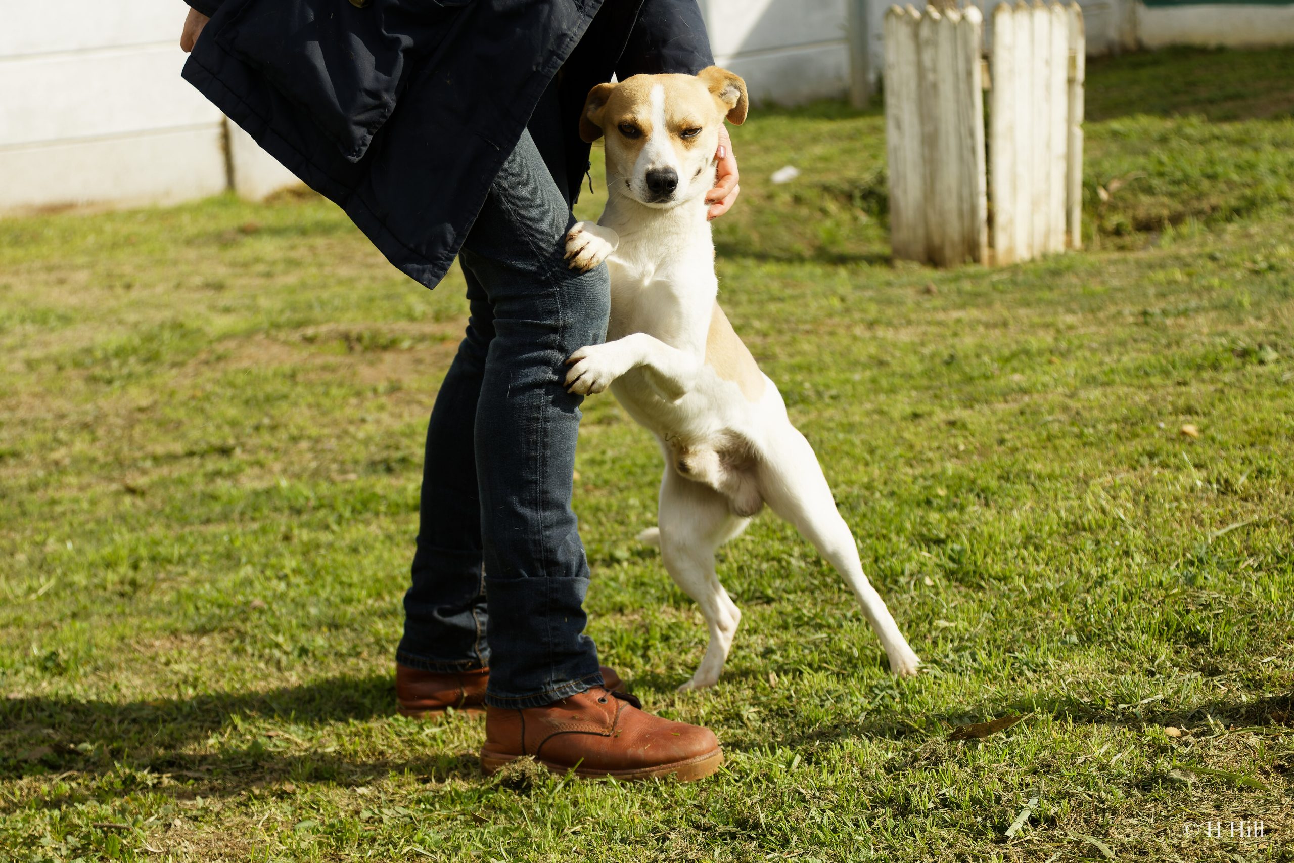 Featured image for “Wallace”