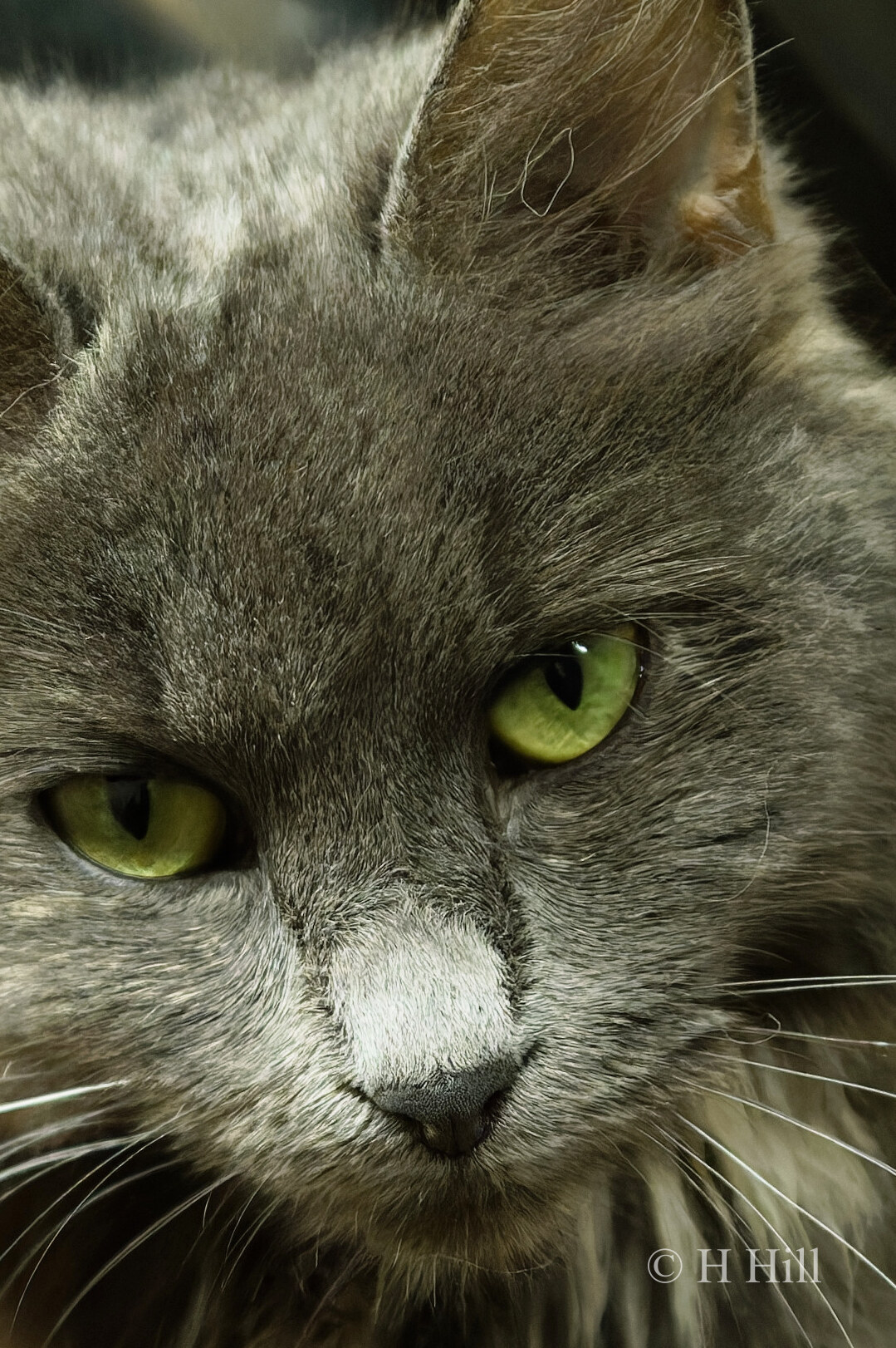 Featured image for “Fluffie”