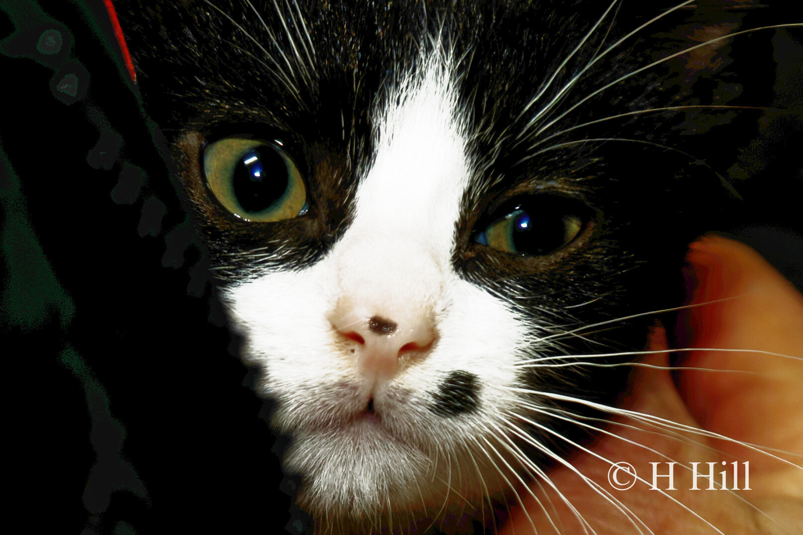Featured image for “TERENCE”