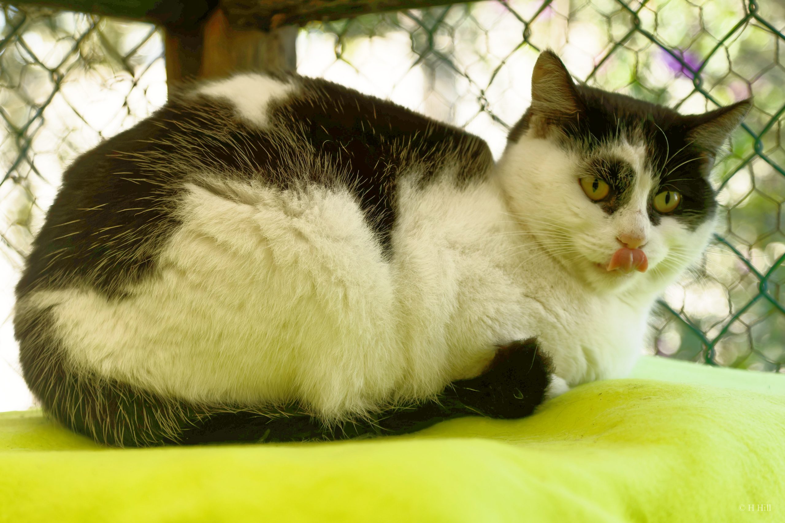 Featured image for “FIONA”