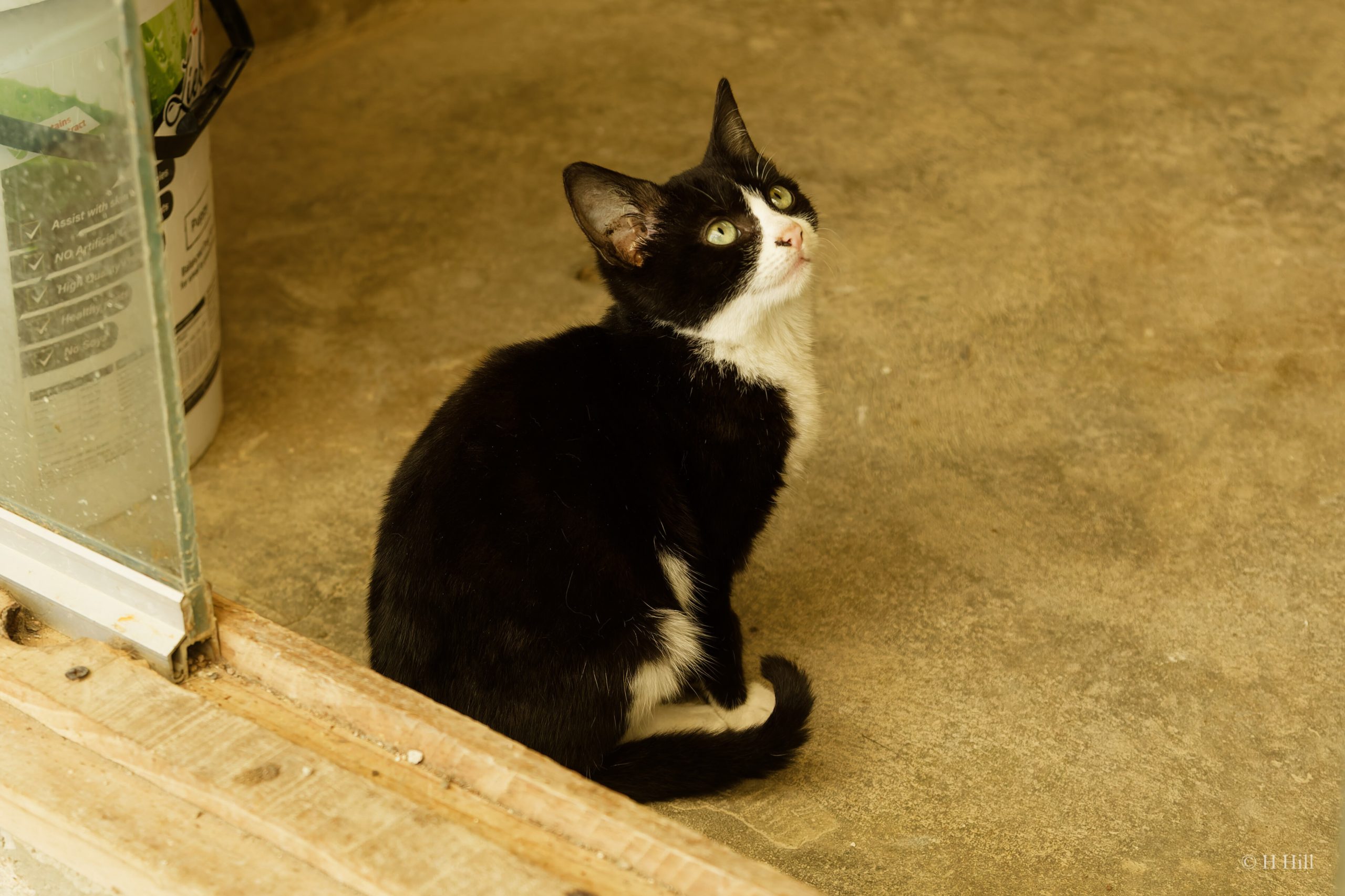 Featured image for “GINA”