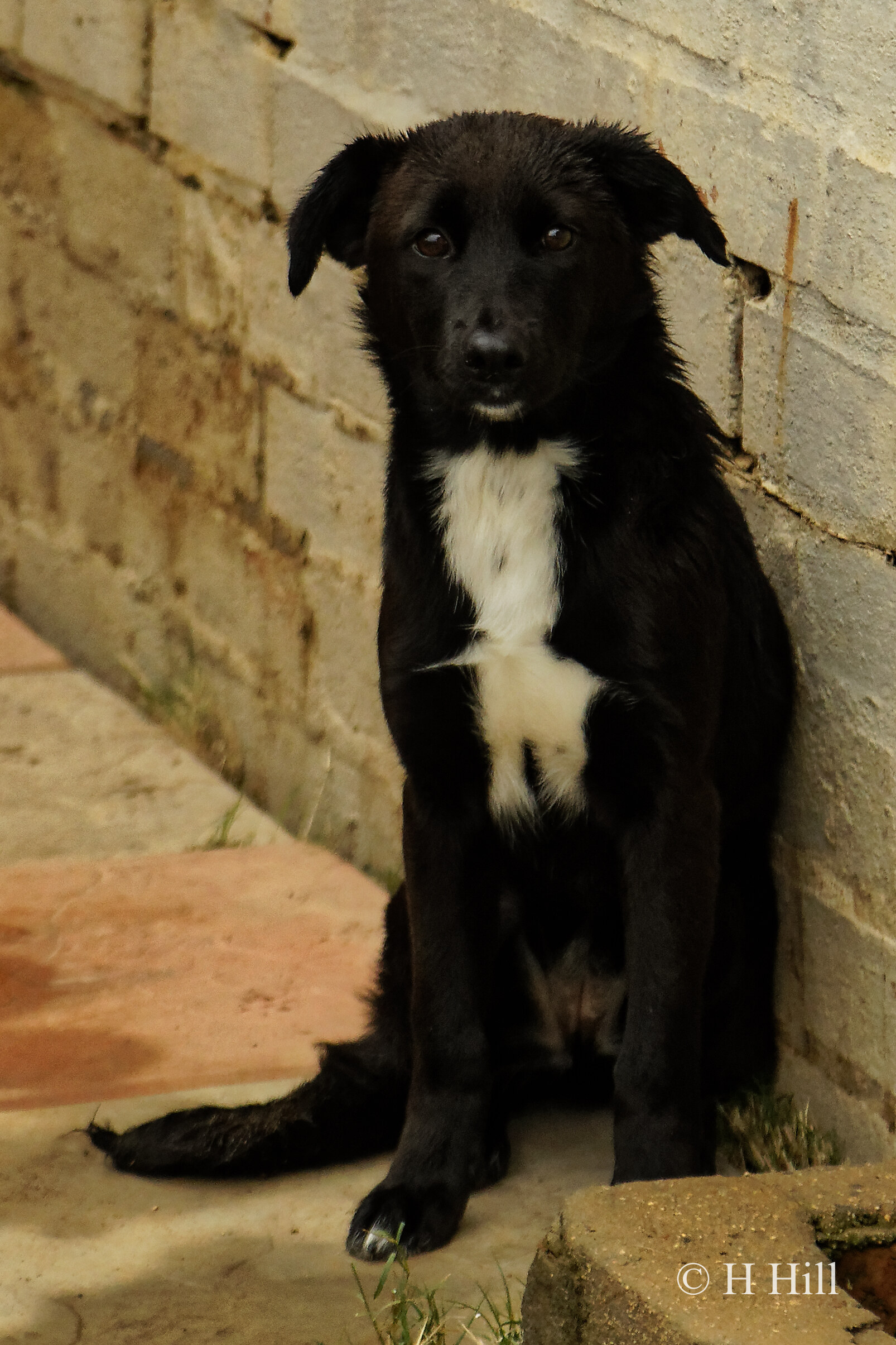 Featured image for “MERLIN”