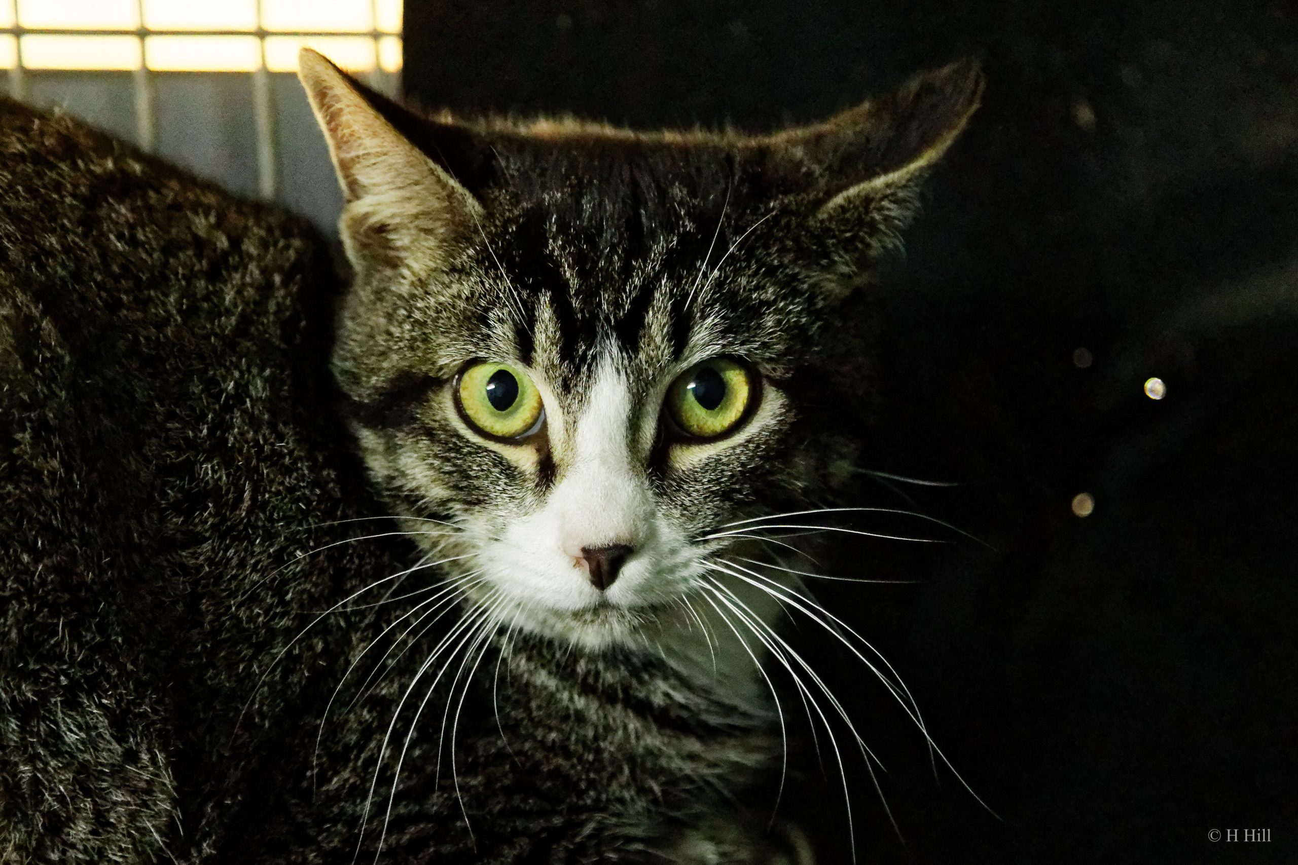 Featured image for “Stitch”