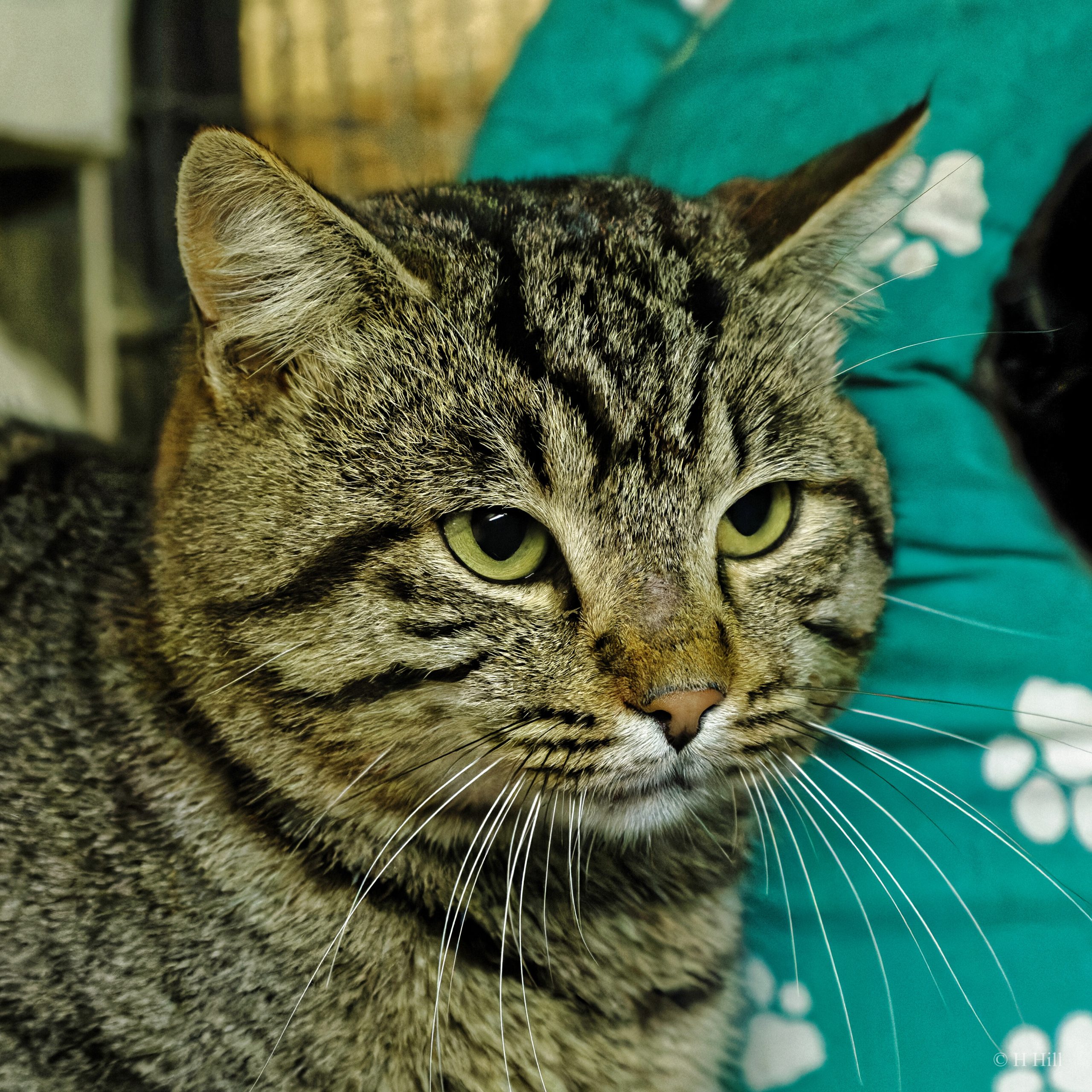 Featured image for “Zuki”