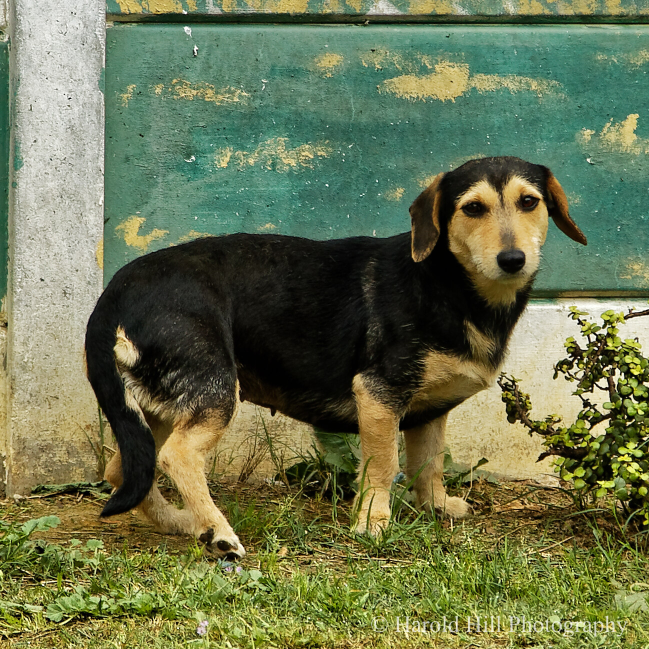 Featured image for “Wollie”